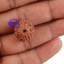 Load image into Gallery viewer, 10 Mukhi Rudraksha from Indonesia - Bead No. 70