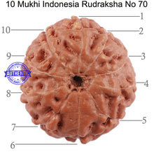 Load image into Gallery viewer, 10 Mukhi Rudraksha from Indonesia - Bead No. 70