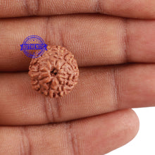 Load image into Gallery viewer, 10 Mukhi Rudraksha from Indonesia - Bead No. 71