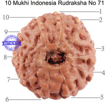 Load image into Gallery viewer, 10 Mukhi Rudraksha from Indonesia - Bead No. 71