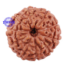 Load image into Gallery viewer, 10 Mukhi Rudraksha from Indonesia - Bead No. 73