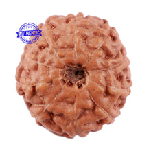 Load image into Gallery viewer, 10 Mukhi Rudraksha from Indonesia - Bead No. 74