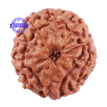 Load image into Gallery viewer, 10 Mukhi Rudraksha from Indonesia - Bead No. 74