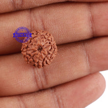 Load image into Gallery viewer, 10 Mukhi Rudraksha from Indonesia - Bead No. 74