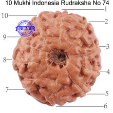 Load image into Gallery viewer, 10 Mukhi Rudraksha from Indonesia - Bead No. 74