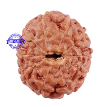 Load image into Gallery viewer, 10 Mukhi Rudraksha from Indonesia - Bead No. 75