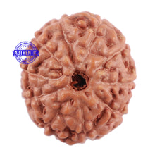 Load image into Gallery viewer, 10 Mukhi Rudraksha from Indonesia - Bead No. 75