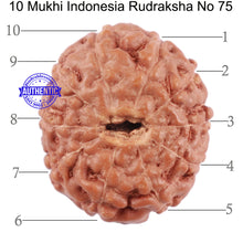 Load image into Gallery viewer, 10 Mukhi Rudraksha from Indonesia - Bead No. 75