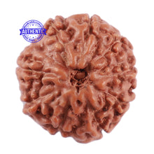 Load image into Gallery viewer, 10 Mukhi Rudraksha from Indonesia - Bead No. 76