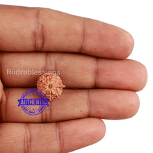 Load image into Gallery viewer, 10 Mukhi Indonesian Ganesh Rudraksha - Bead No. 7