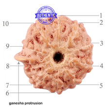 Load image into Gallery viewer, 10 Mukhi Indonesian Ganesh Rudraksha - Bead No. 7