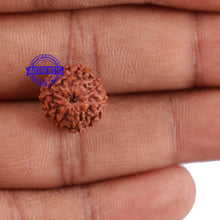 Load image into Gallery viewer, 10 Mukhi Rudraksha from Indonesia - Bead No. 83