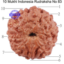 Load image into Gallery viewer, 10 Mukhi Rudraksha from Indonesia - Bead No. 83