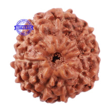 Load image into Gallery viewer, 10 Mukhi Rudraksha from Indonesia - Bead No. 87