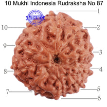 Load image into Gallery viewer, 10 Mukhi Rudraksha from Indonesia - Bead No. 87