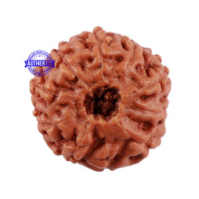 Load image into Gallery viewer, 10 Mukhi Rudraksha from Indonesia - Bead No. 88