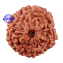 Load image into Gallery viewer, 10 Mukhi Rudraksha from Indonesia - Bead No. 88