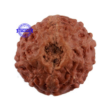 Load image into Gallery viewer, 10 Mukhi Rudraksha from Indonesia - Bead No. 93