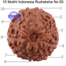 Load image into Gallery viewer, 10 Mukhi Rudraksha from Indonesia - Bead No. 93