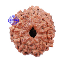 Load image into Gallery viewer, 10 Mukhi Rudraksha from Indonesia - Bead No. 154