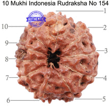 Load image into Gallery viewer, 10 Mukhi Rudraksha from Indonesia - Bead No. 154