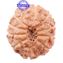Load image into Gallery viewer, 10 Mukhi Rudraksha from Indonesia - Bead No. 157