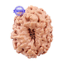 Load image into Gallery viewer, 10 Mukhi Rudraksha from Indonesia - Bead No. 161
