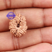 Load image into Gallery viewer, 10 Mukhi Rudraksha from Indonesia - Bead No. 161