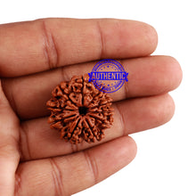 Load image into Gallery viewer, 10 Mukhi Nepalese Rudraksha - Bead No. 168