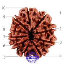 Load image into Gallery viewer, 10 Mukhi Nepalese Rudraksha - Bead No. 168