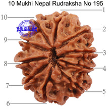 Load image into Gallery viewer, 10 Mukhi Nepalese Rudraksha - Bead No 195