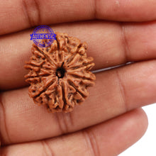 Load image into Gallery viewer, 10 Mukhi Nepalese Rudraksha - Bead No 195