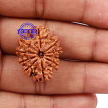 Load image into Gallery viewer, 10 Mukhi Nepalese Rudraksha - Bead No 198