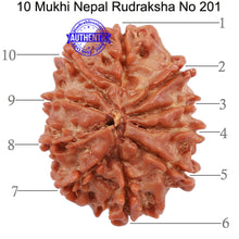 Load image into Gallery viewer, 10 Mukhi Nepalese Rudraksha - Bead No 201