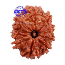 Load image into Gallery viewer, 10 Mukhi Nepalese Rudraksha - Bead No 201