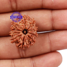 Load image into Gallery viewer, 10 Mukhi Nepalese Rudraksha - Bead No 201