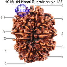 Load image into Gallery viewer, 10 Mukhi Nepalese Rudraksha - Bead No. 136