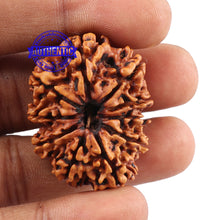Load image into Gallery viewer, 10 Mukhi Nepalese Rudraksha - Bead No. 136