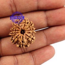 Load image into Gallery viewer, 10 Mukhi Nepalese Rudraksha - Bead No 188
