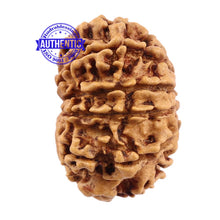 Load image into Gallery viewer, 10 Mukhi Nepalese Rudraksha - Bead No 188