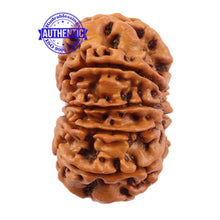Load image into Gallery viewer, 10 Mukhi Nepalese Rudraksha - Bead No 191