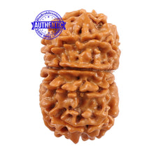 Load image into Gallery viewer, 10 Mukhi Nepalese Rudraksha - Bead No 193