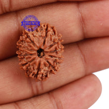 Load image into Gallery viewer, 10 Mukhi Nepalese Rudraksha - Bead No 22