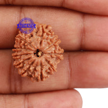 Load image into Gallery viewer, 10 Mukhi Nepalese Rudraksha - Bead No 24