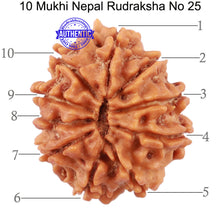 Load image into Gallery viewer, 10 Mukhi Nepalese Rudraksha - Bead No 25