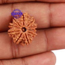 Load image into Gallery viewer, 10 Mukhi Nepalese Rudraksha - Bead No 25