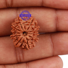 Load image into Gallery viewer, 10 Mukhi Nepalese Rudraksha - Bead No. 26