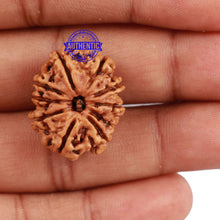 Load image into Gallery viewer, 10 Mukhi Nepalese Rudraksha - Bead No 28