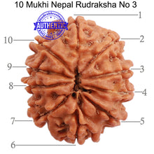 Load image into Gallery viewer, 10 Mukhi Nepalese Rudraksha - Bead No. 3