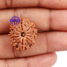 Load image into Gallery viewer, 10 Mukhi Nepalese Rudraksha - Bead No. 3